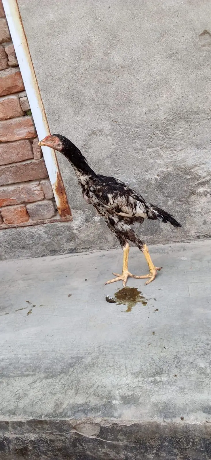 aseelmianwali — photo 7