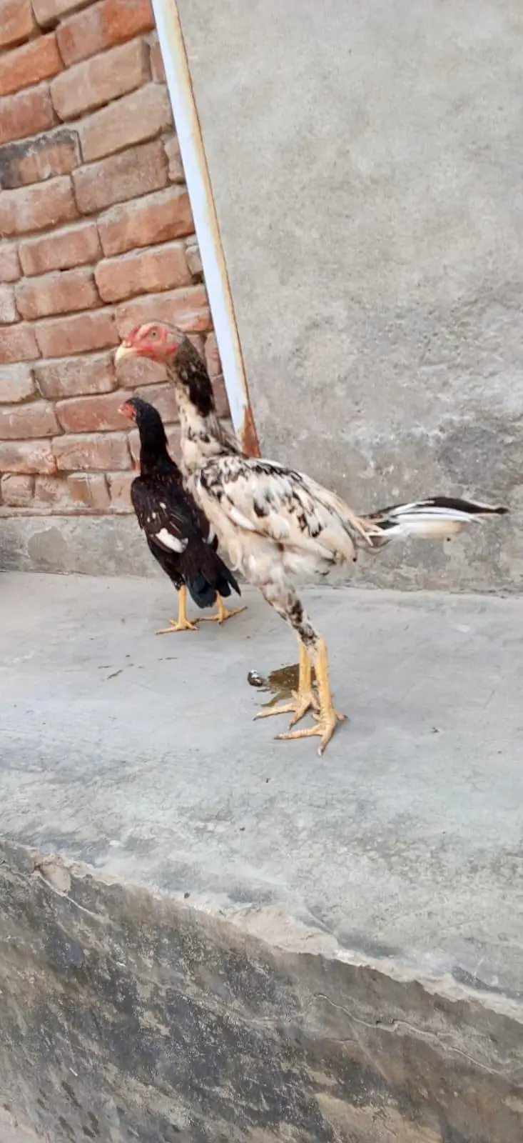 aseelmianwali — photo 8