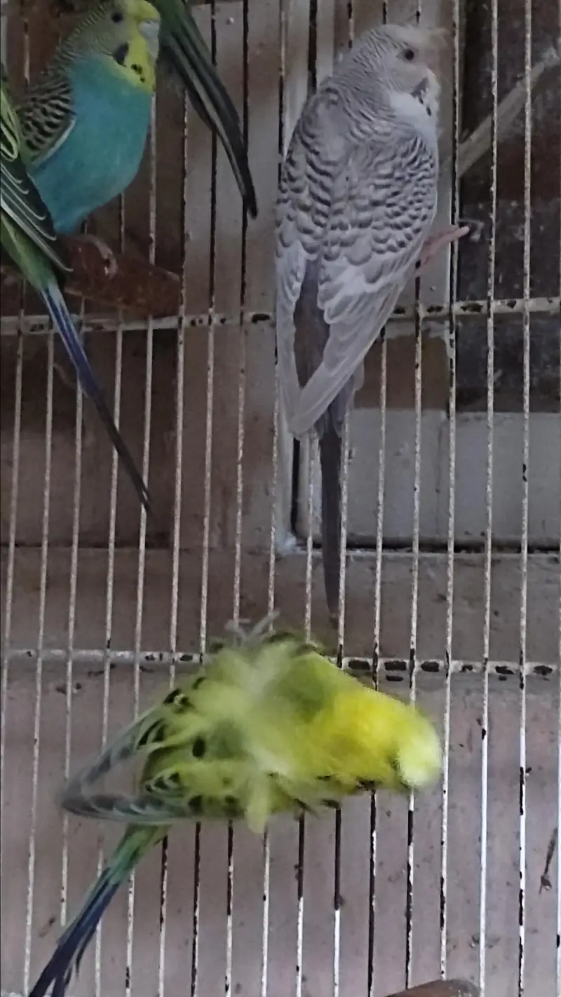 BlackWing/ Fellow/ TCB — photo 8