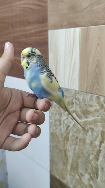 Hand Tamed Budgue proper fully Tamed Bite free