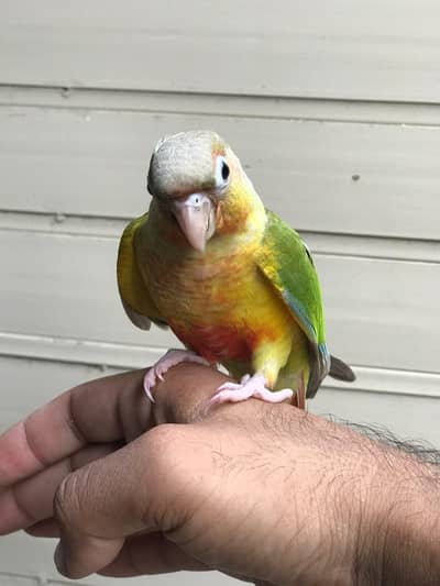 Pineapple Conor highly red factor hand and fly tame