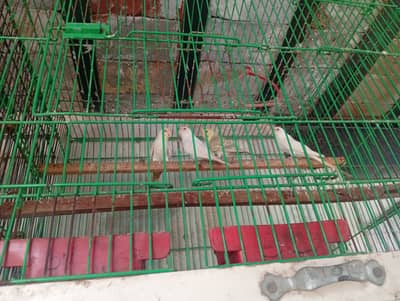 Red eyes budgies for sale in faisalabad 700 each