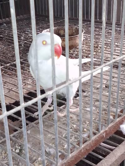 White ringneck female