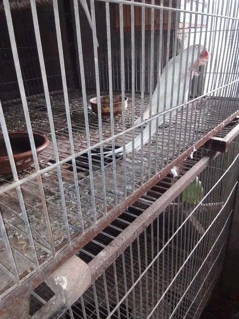 White ringneck female — photo 2