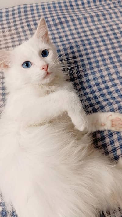 Persian kitten for sale
