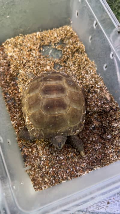 Russian tortoise