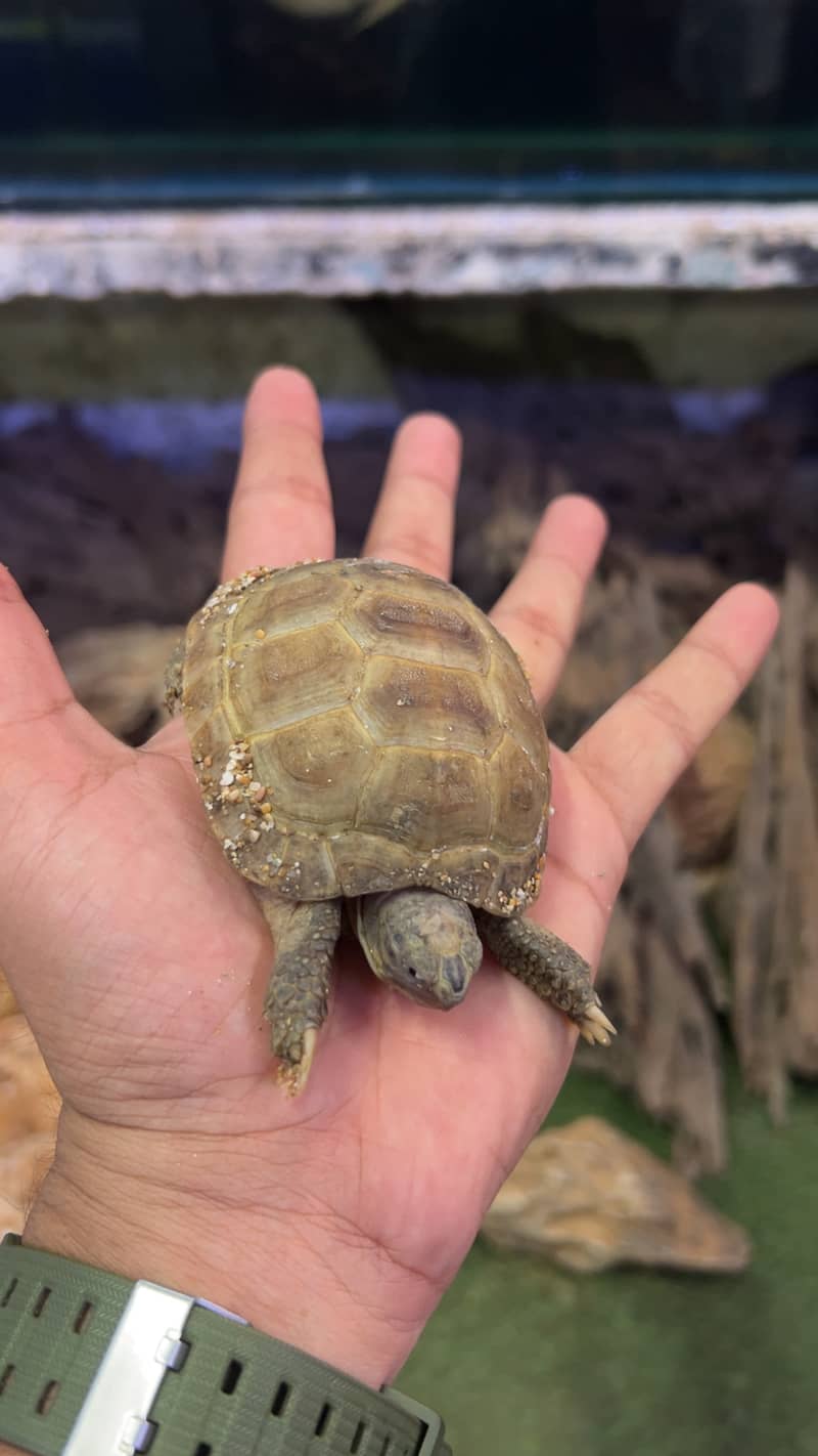 Russian tortoise 1