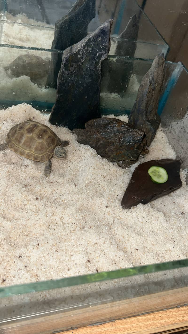 Russian tortoise 2
