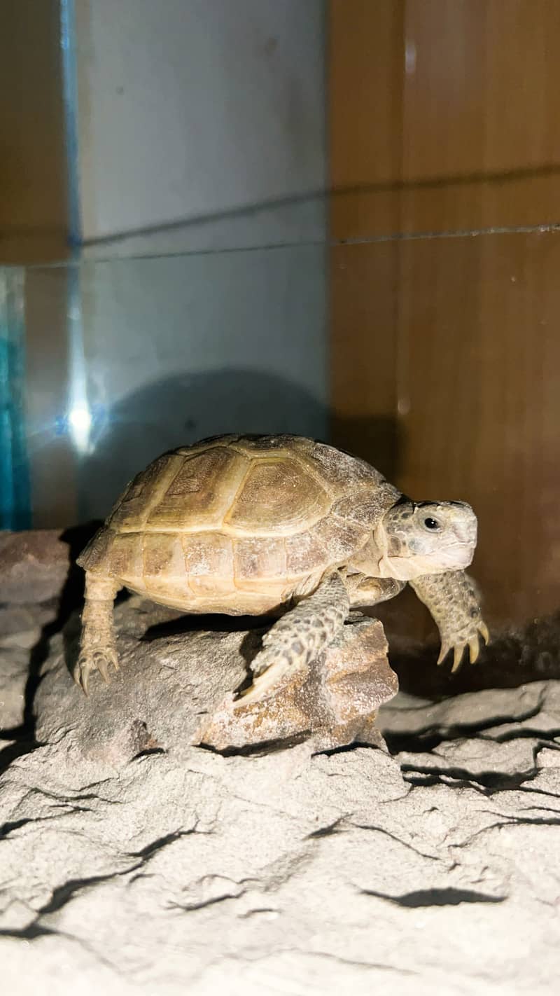 Russian tortoise 3