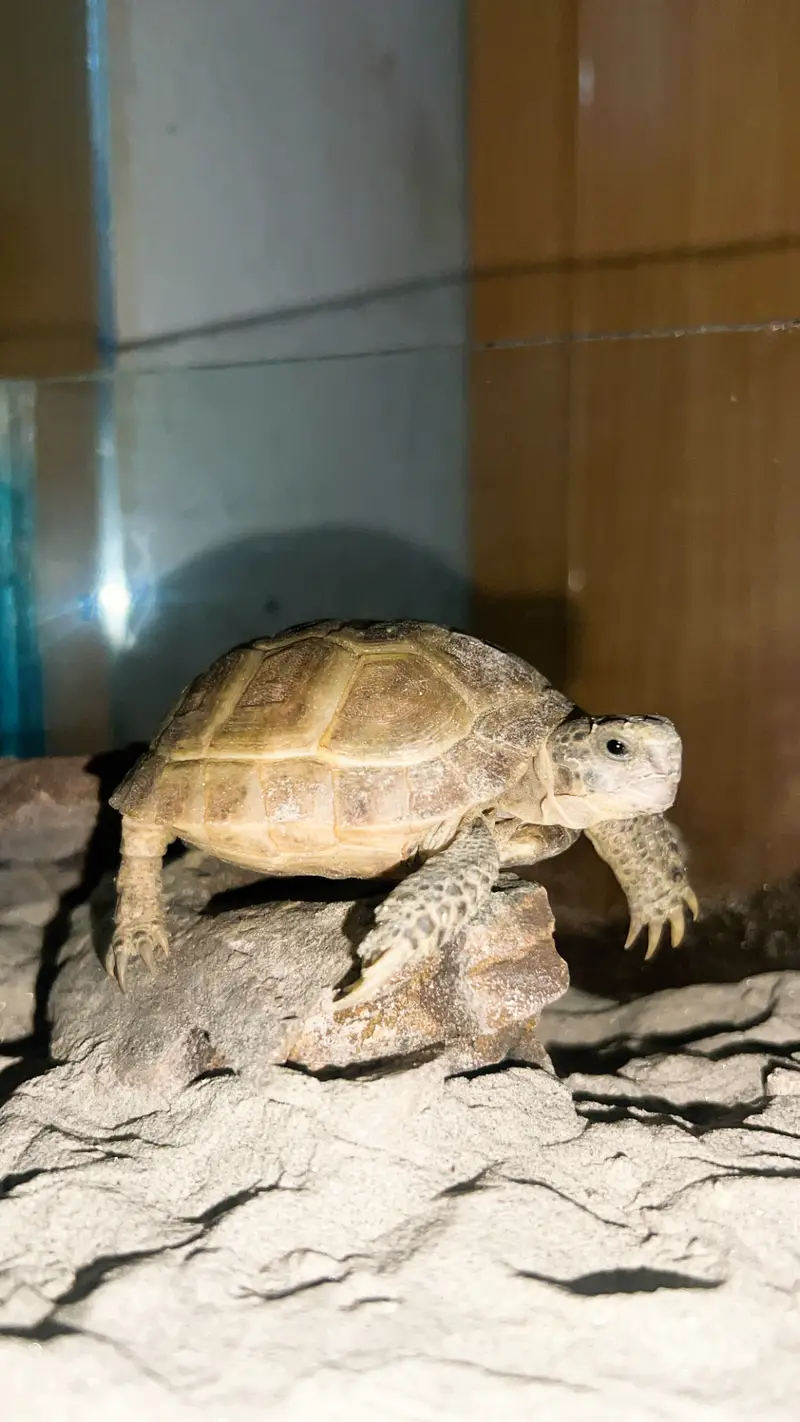 Russian tortoise — photo 4