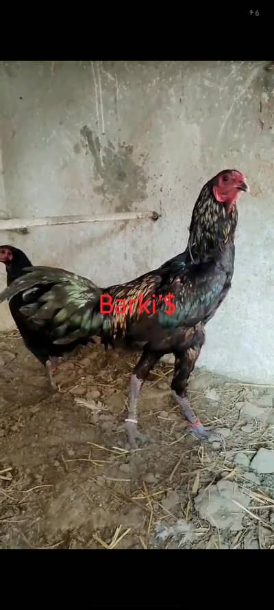 burmi pakoay panus