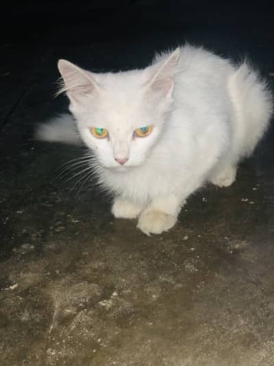 Persion cat