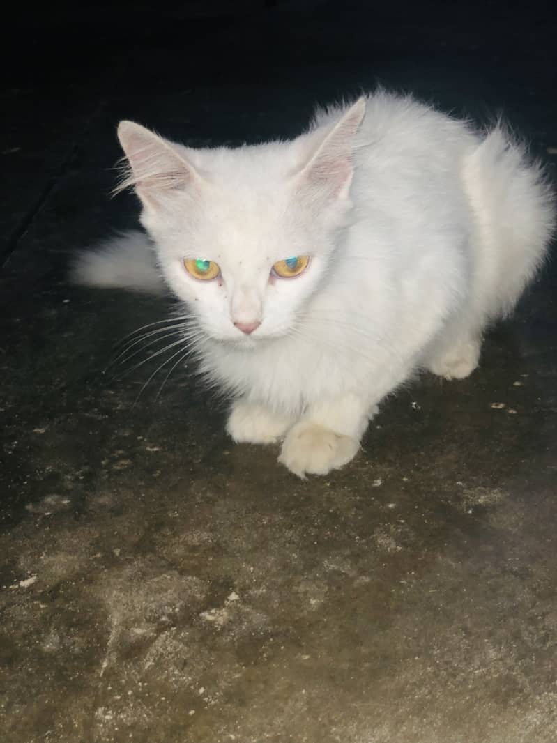 Persion cat 0