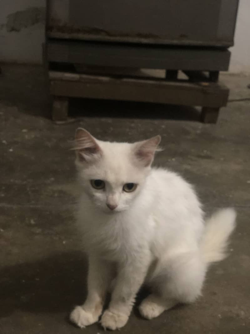 Persion cat 1