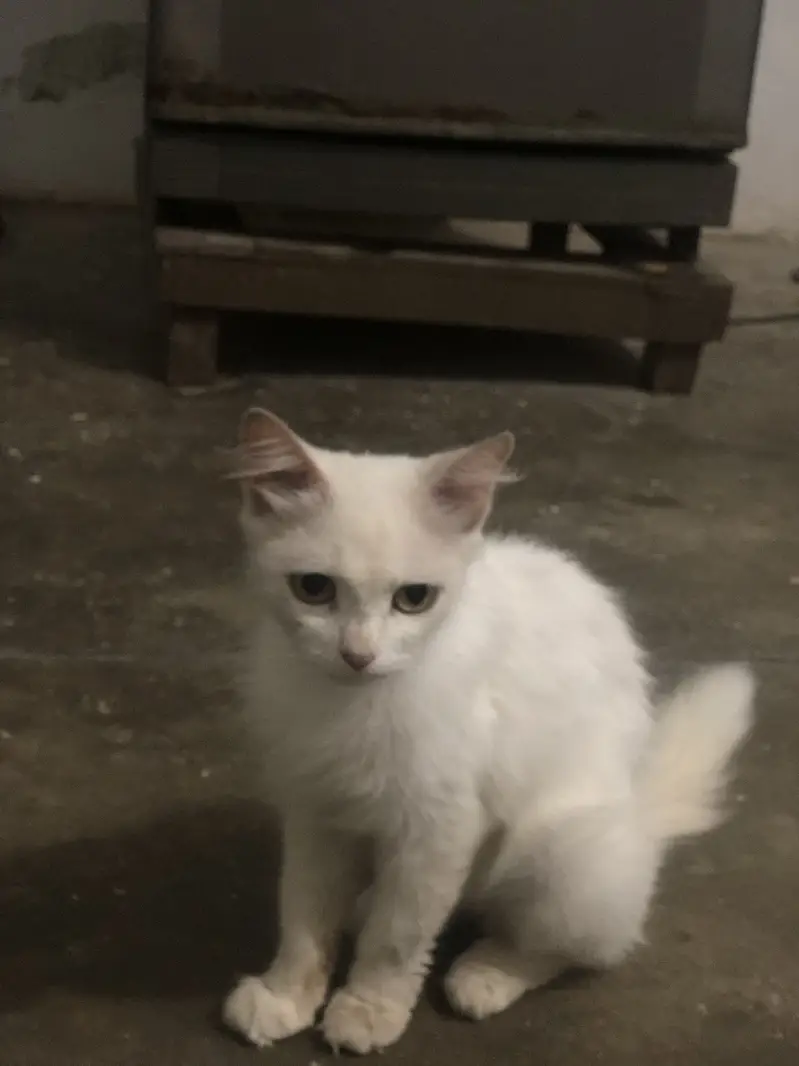 Persion cat — photo 2