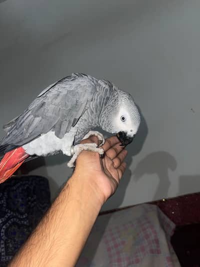 Fully Tame whistling African grey