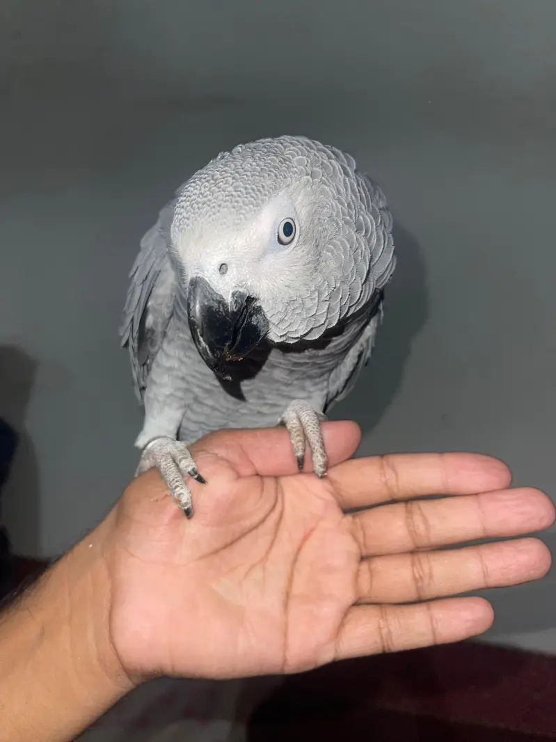 Fully Tame whistling African grey — photo 2