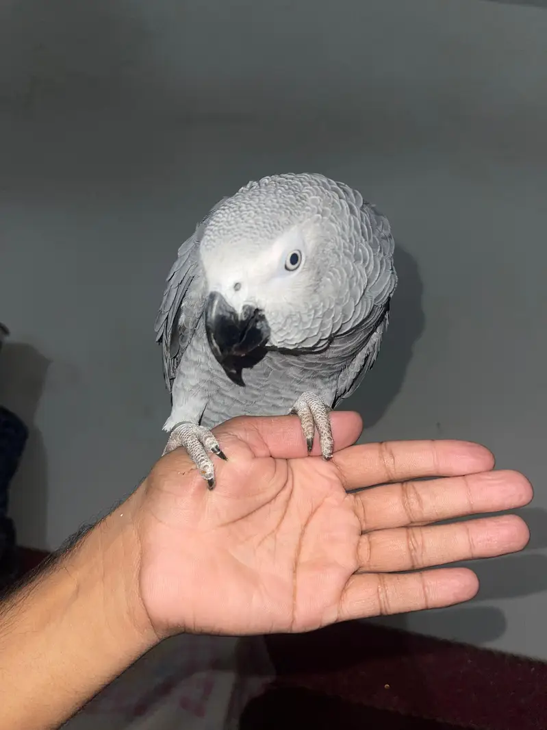 Fully Tame whistling African grey — photo 3