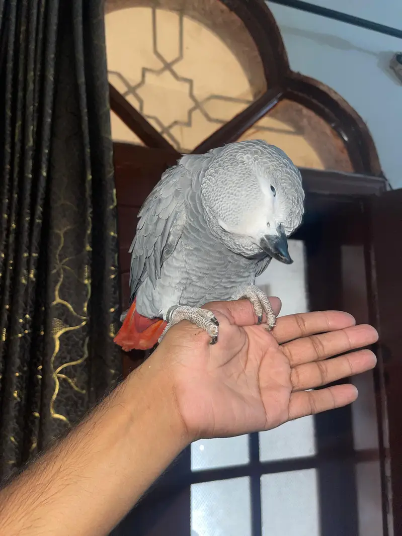 Fully Tame whistling African grey — photo 4