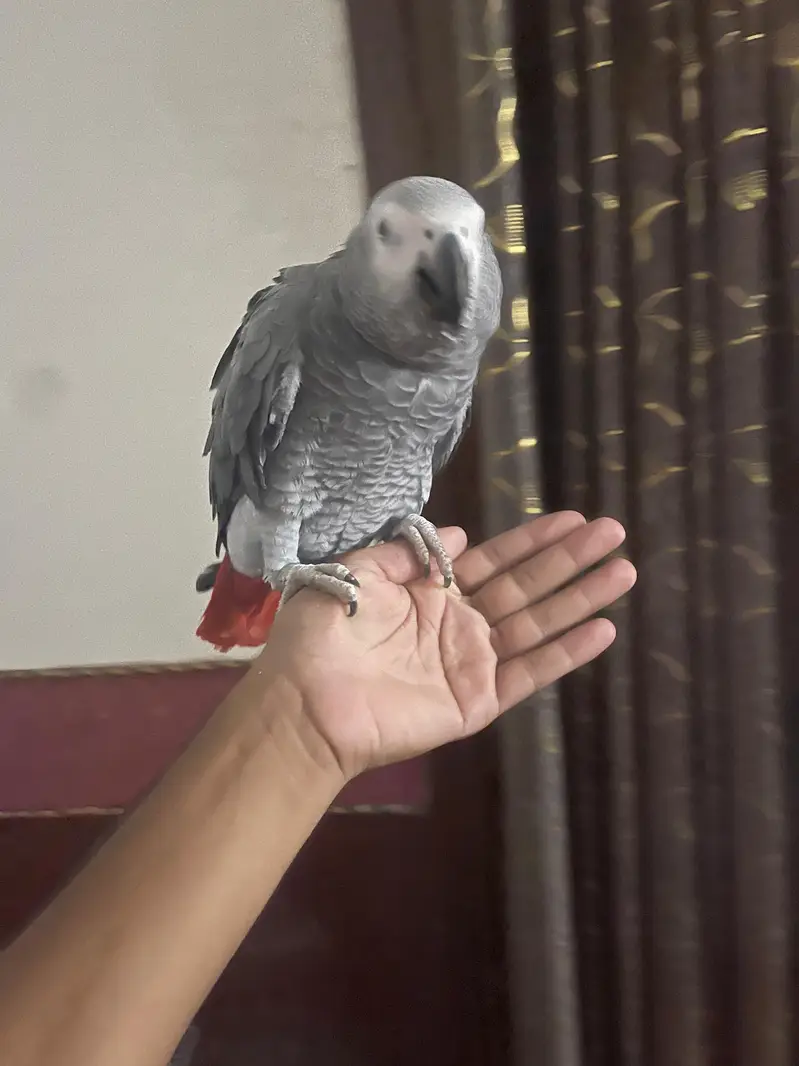 Fully Tame whistling African grey — photo 5
