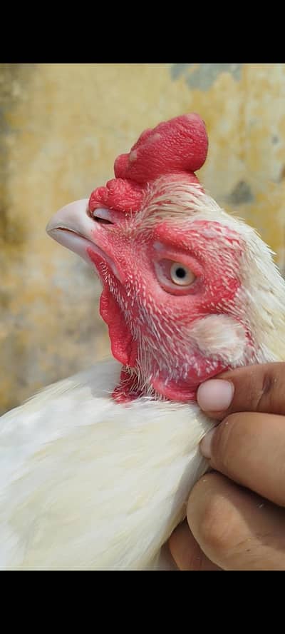 Heera Pair Available