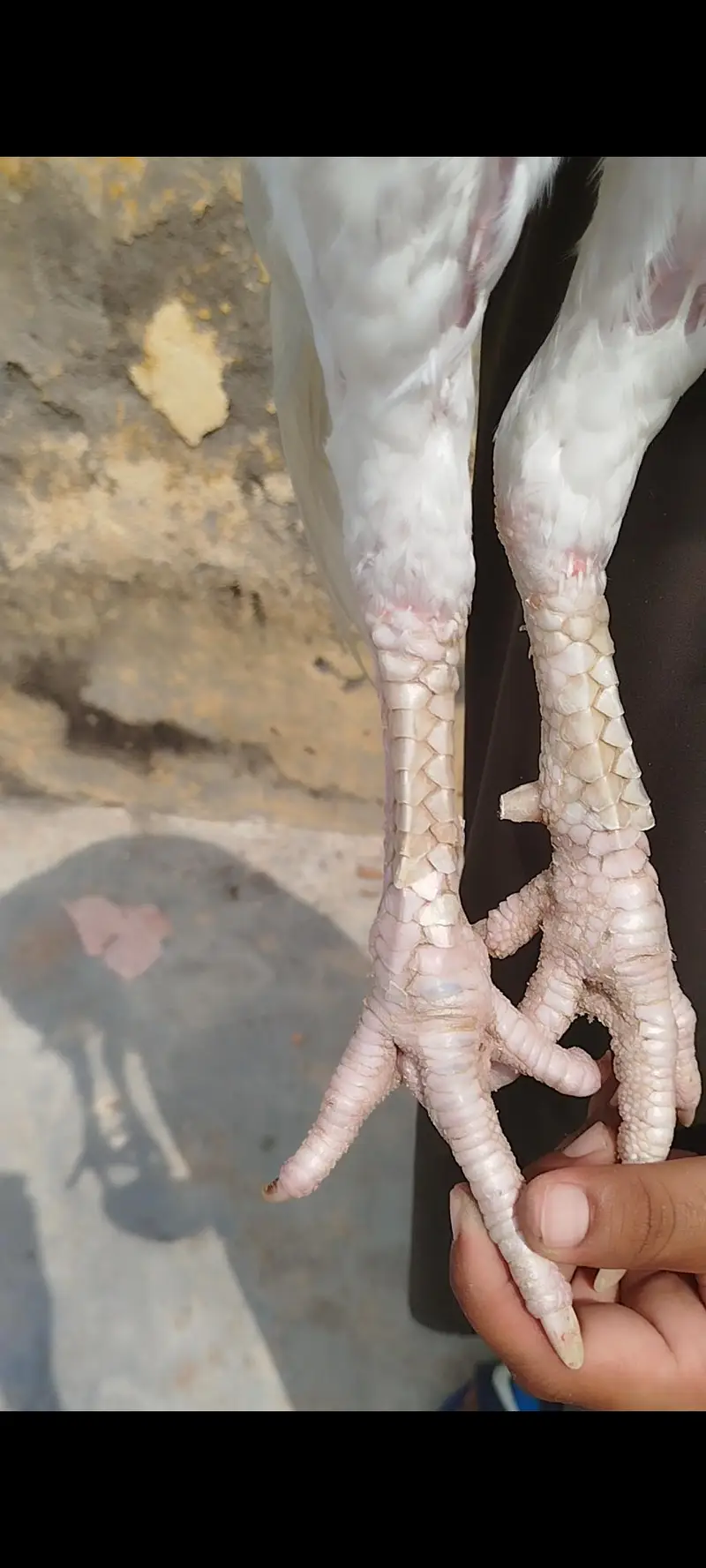 Heera Pair Available — photo 2