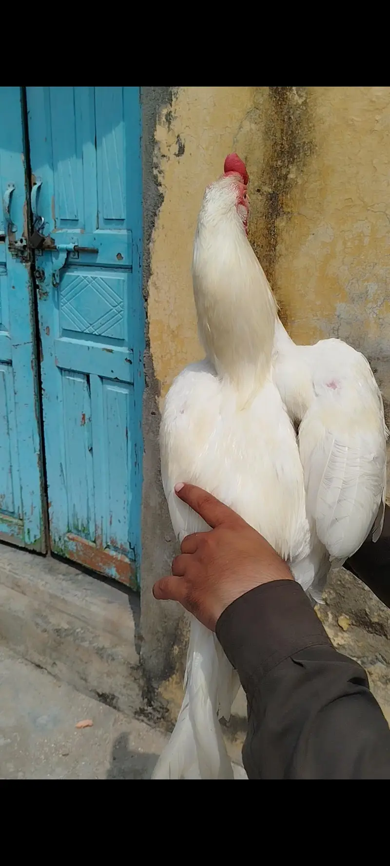 Heera Pair Available — photo 3