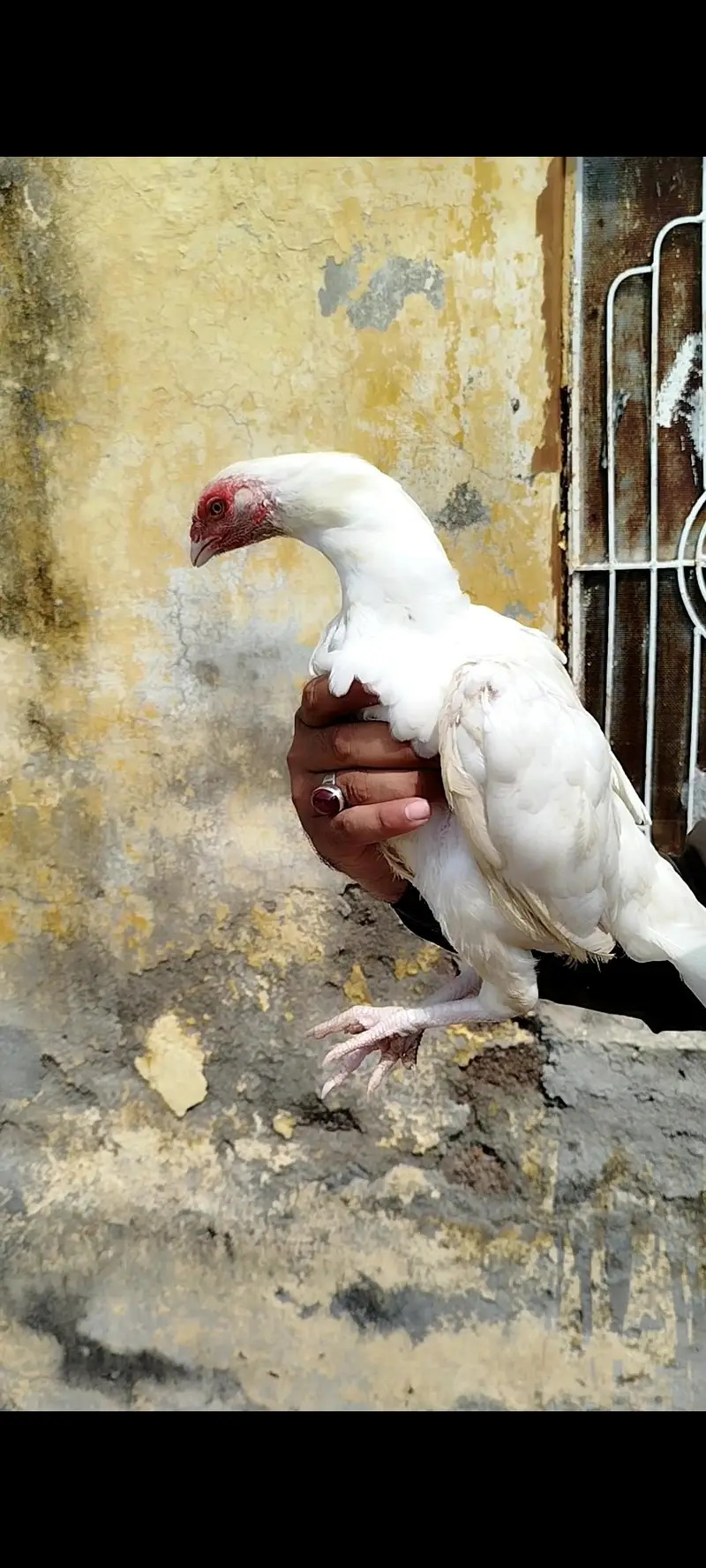 Heera Pair Available — photo 5