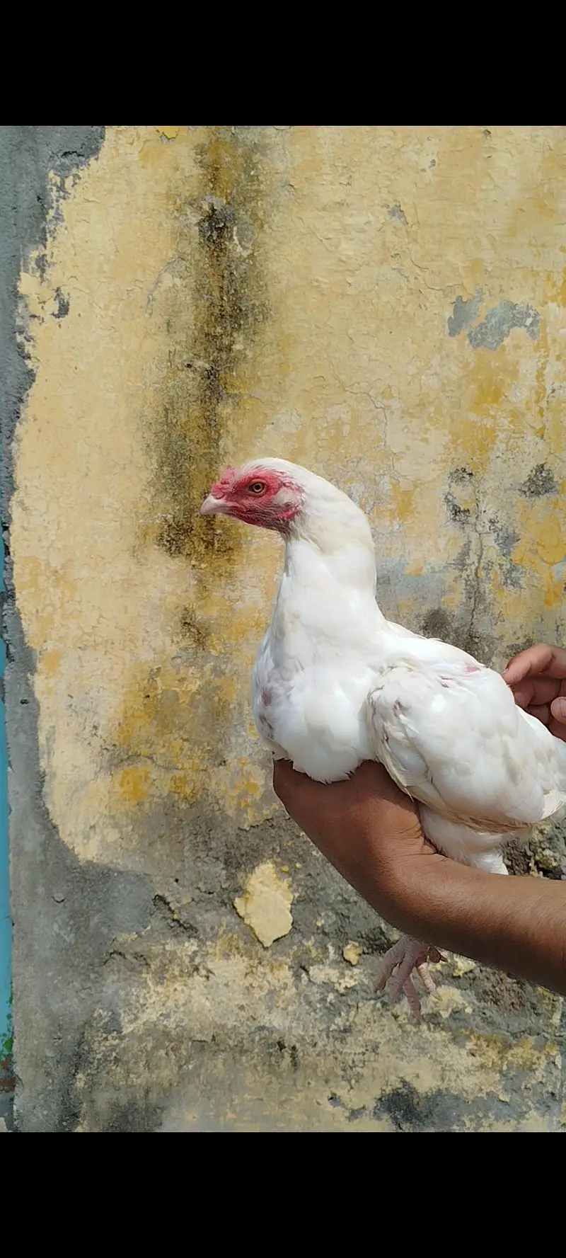 Heera Pair Available — photo 6