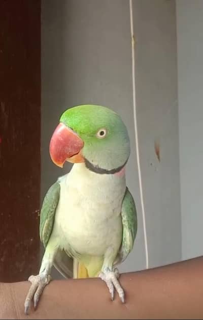 Kashmiri Raw Male Parrot