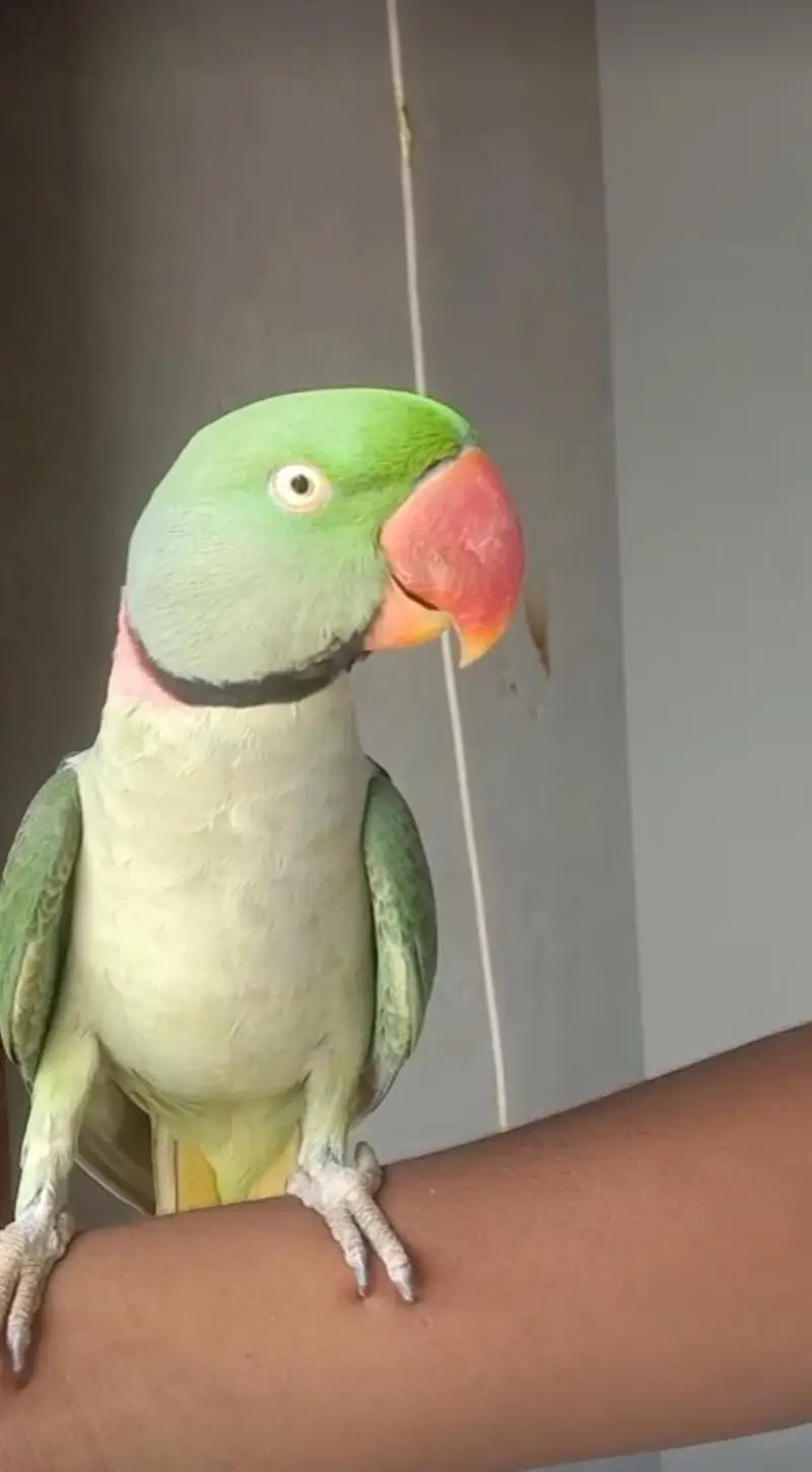 Kashmiri Raw Male Parrot — photo 2