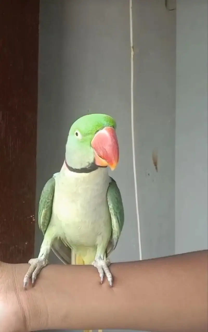 Kashmiri Raw Male Parrot — photo 3