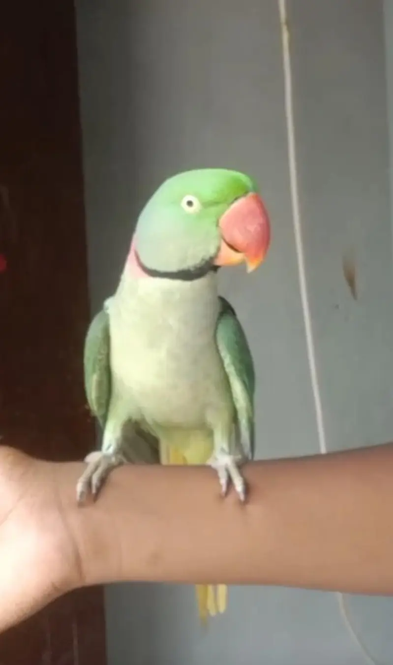 Kashmiri Raw Male Parrot — photo 4