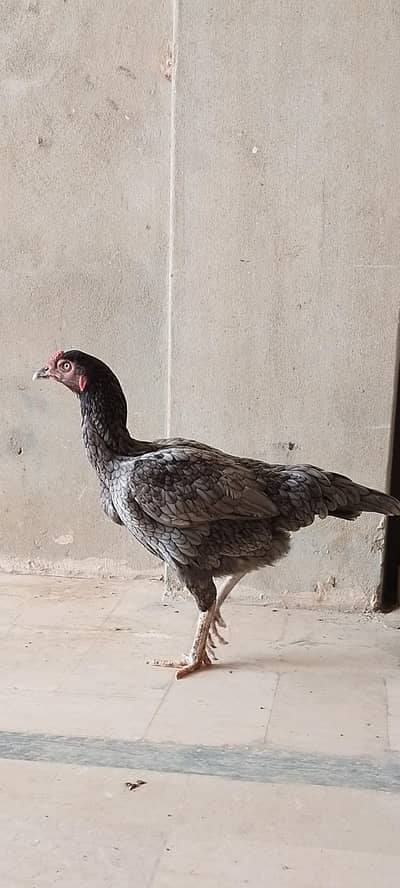 female hen for sale