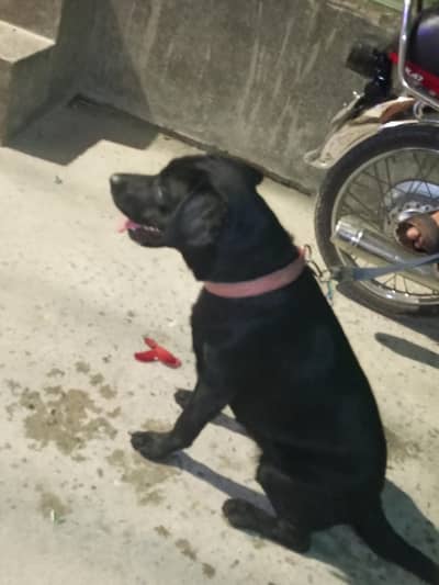 dog sale