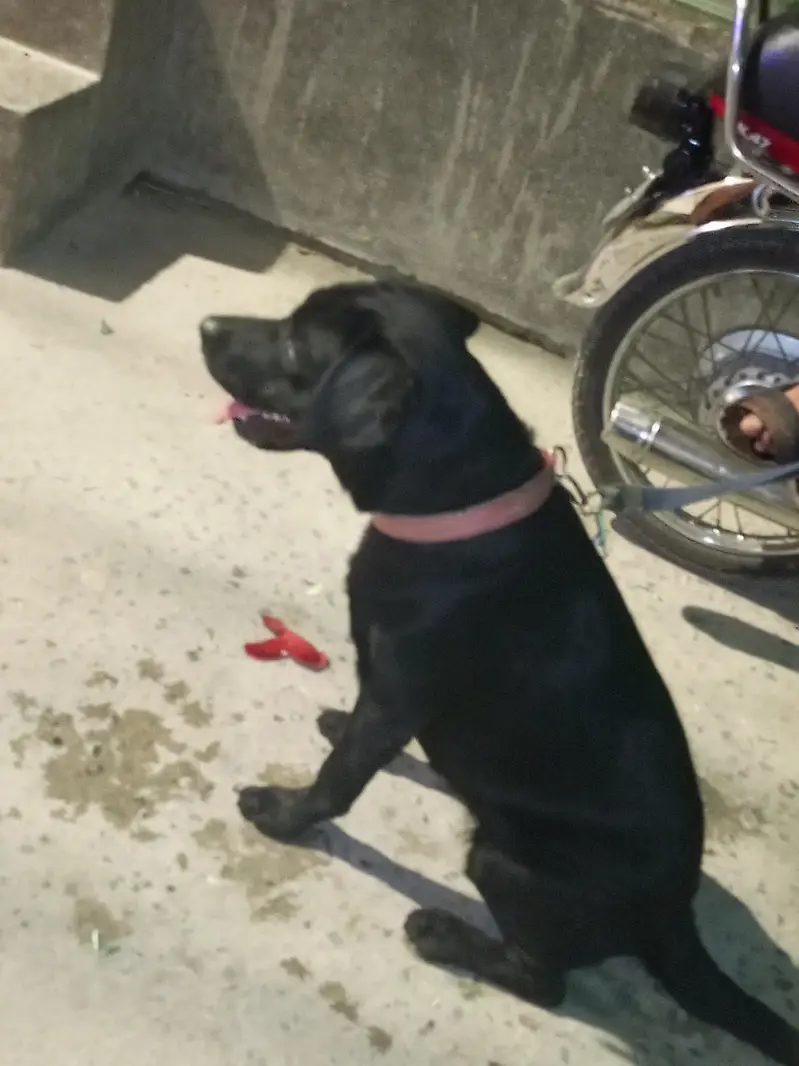 dog sale