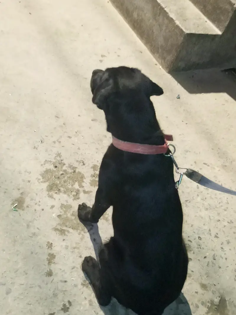 dog sale — photo 2