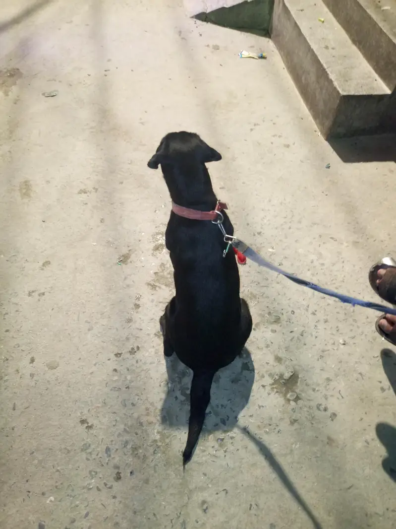 dog sale — photo 3