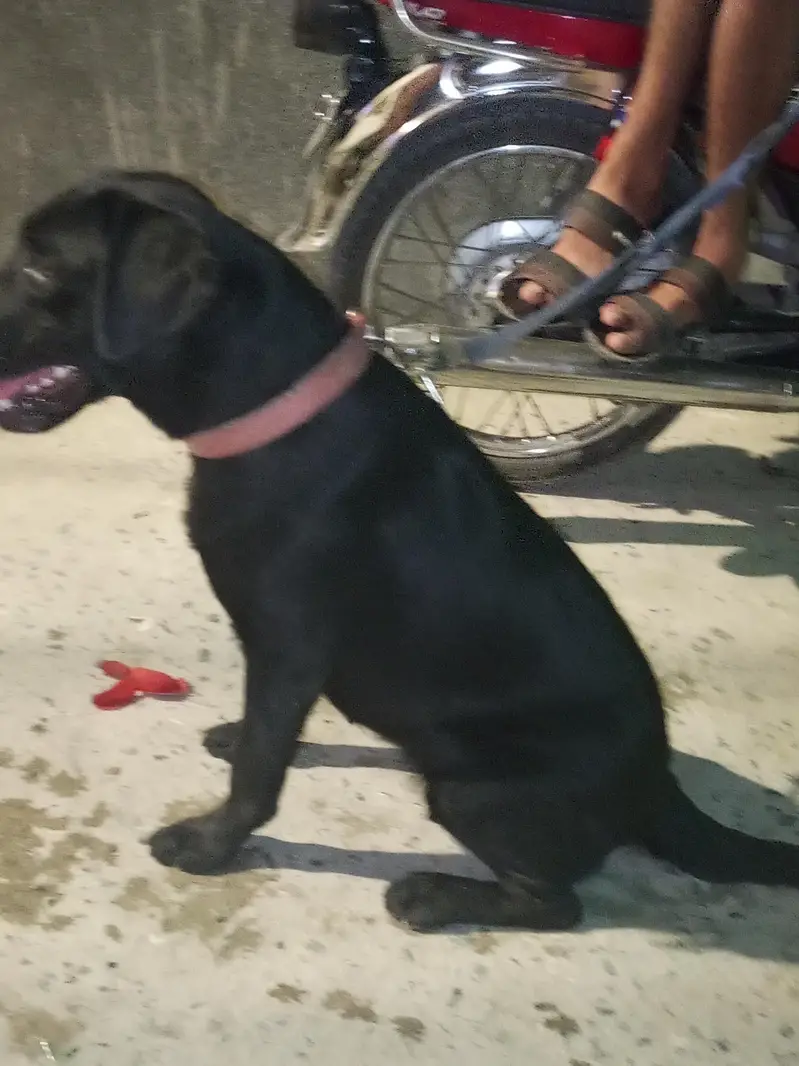 dog sale — photo 4