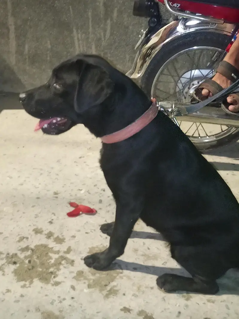 dog sale — photo 5