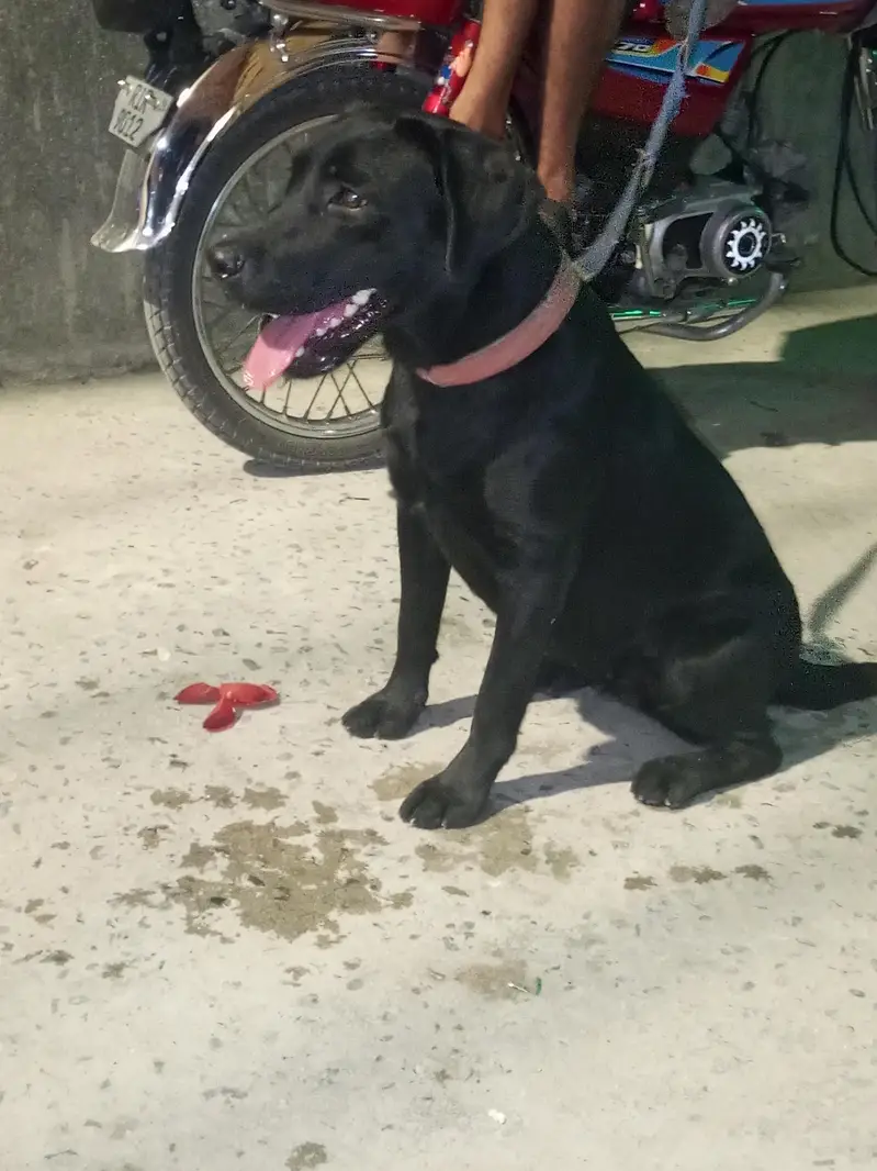 dog sale — photo 6