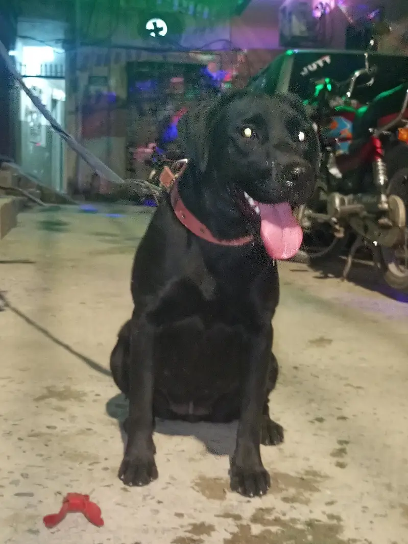 dog sale — photo 8