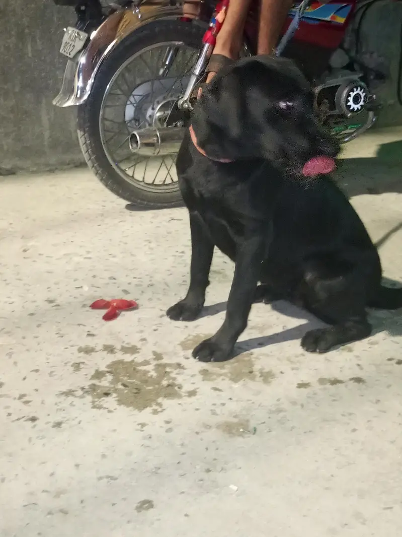 dog sale — photo 9