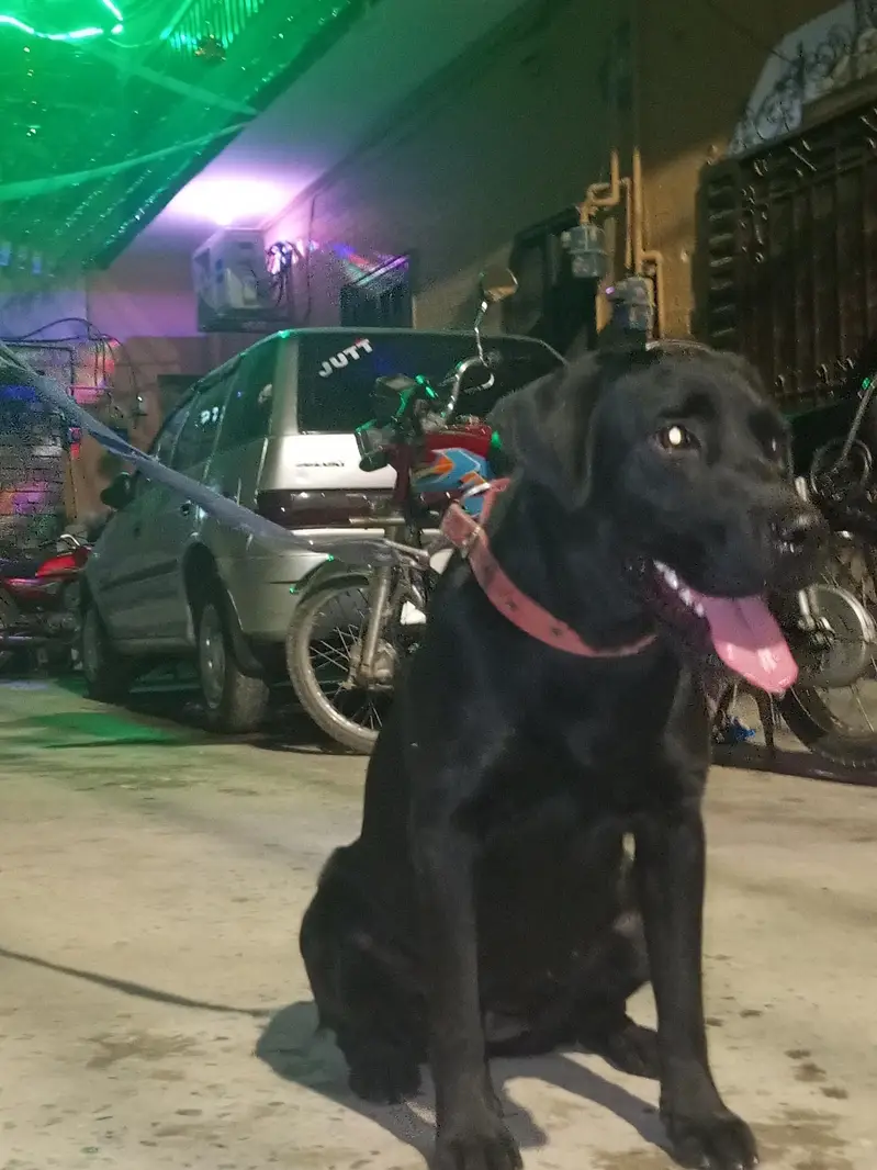 dog sale — photo 10