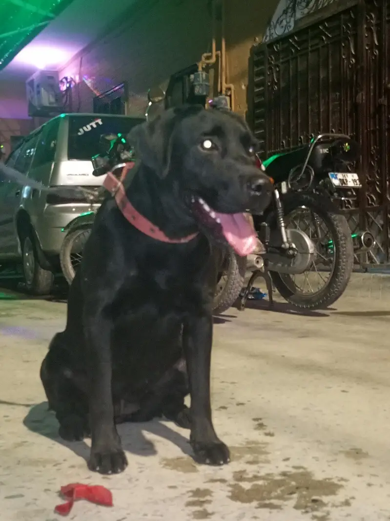 dog sale — photo 11