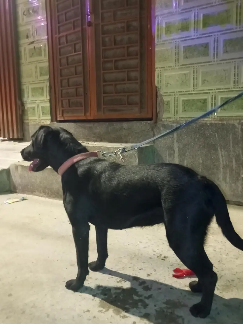 dog sale — photo 12