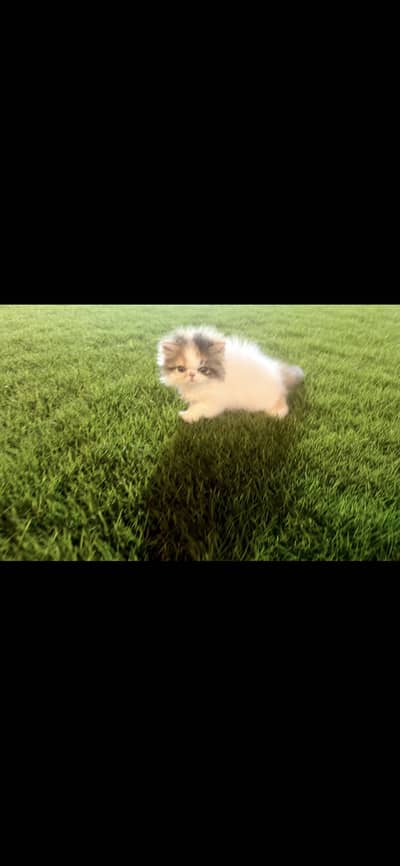 CFA Persian kitten