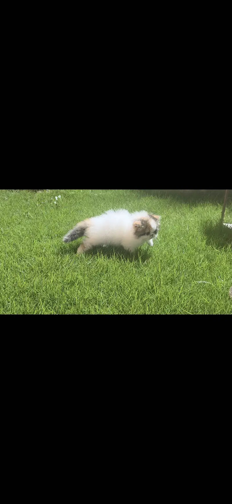 CFA Persian kitten — photo 2