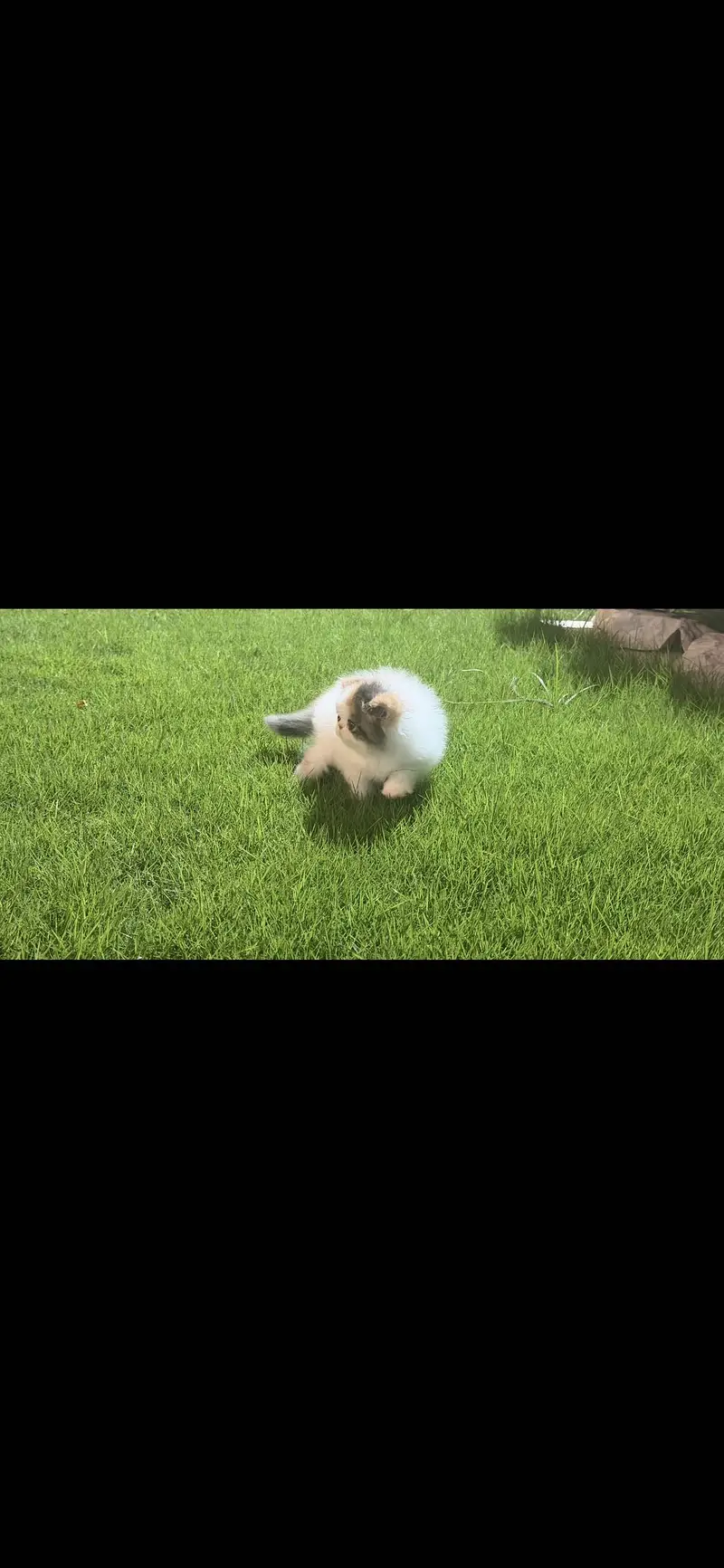 CFA Persian kitten — photo 3