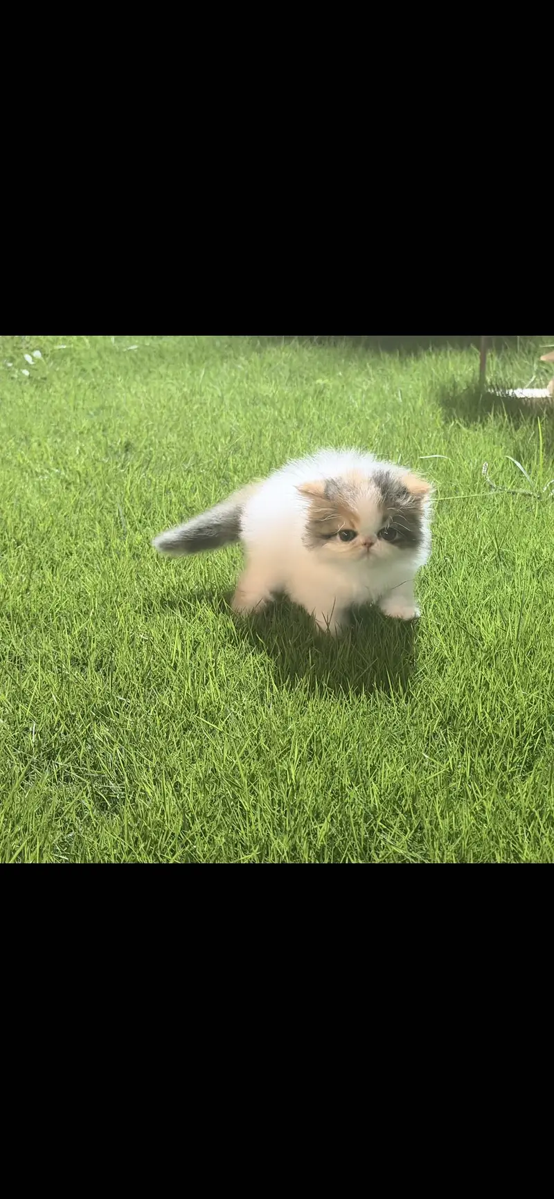 CFA Persian kitten — photo 4